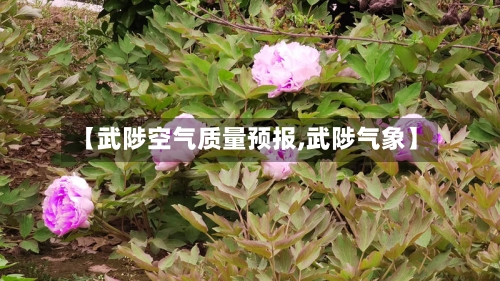 【武陟空气质量预报,武陟气象】-第2张图片
